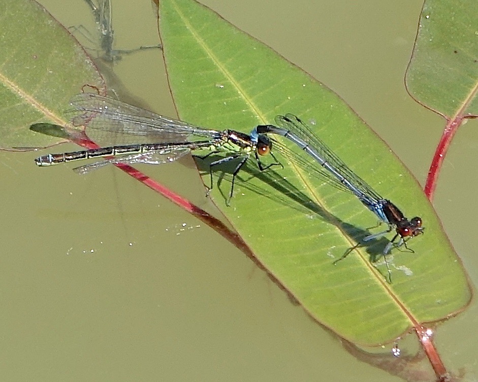 red-eyed damselflies
